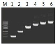 50μl 扩增体系中，以 5ng λDNA 为模板，對(duì) 500bp~6.0kb 的扩增结果