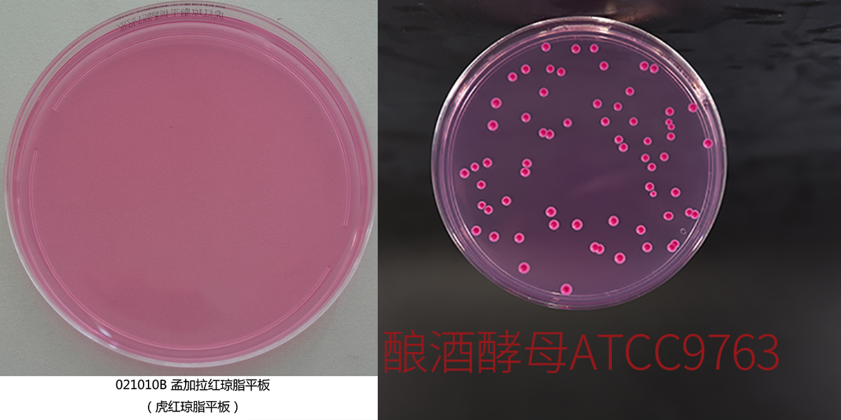 孟加拉红（虎红）琼脂平板